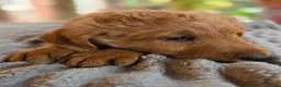Labradoodle dogs for sale: 4 Beautiful female Labradoodles Ready to go! - Advert 21