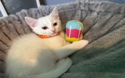 Turkish Angora cats for sale: Turkish Angora last 2 males left  - Image 9