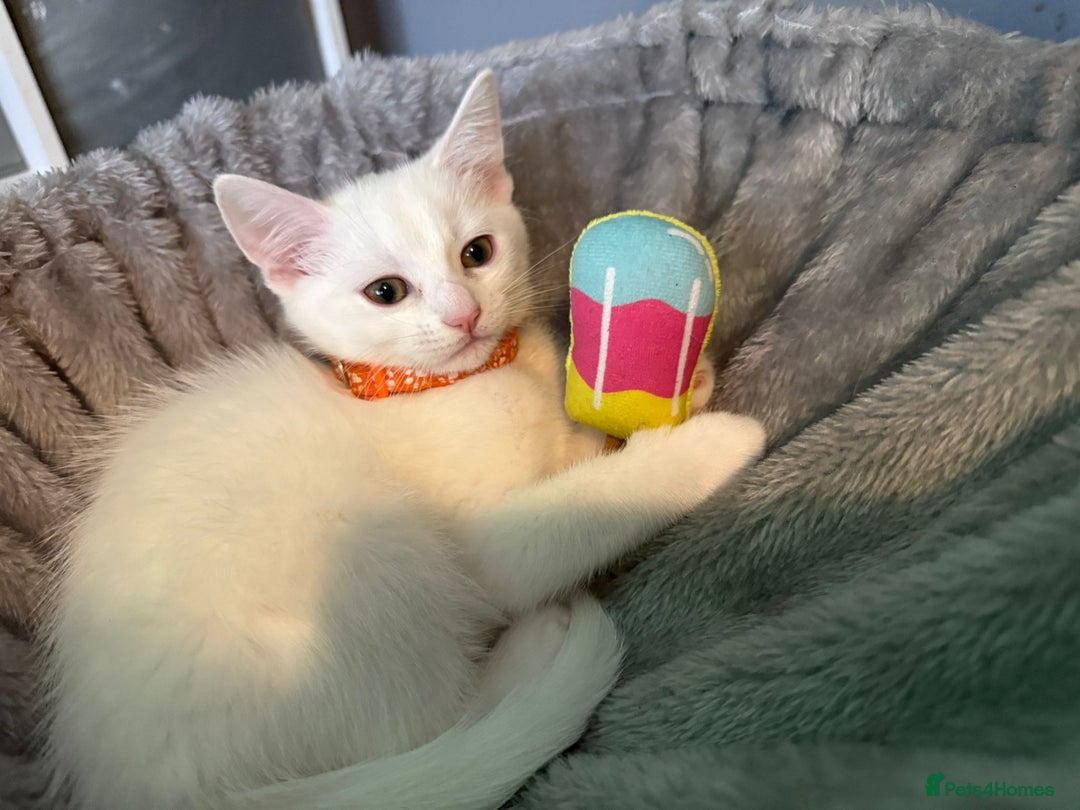 Turkish Angora cats for sale: Turkish Angora last 2 males left  - Image 9