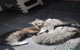 Bengal cats for sale: Bengal Tabby kittens - Image 7