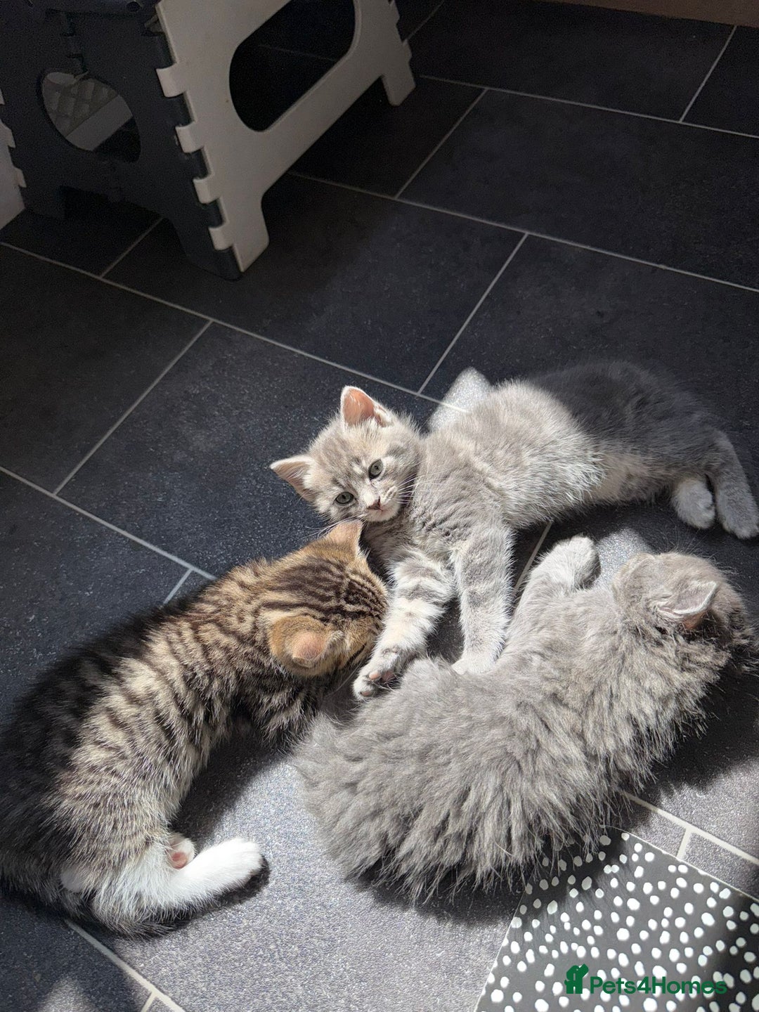 Bengal cats for sale: Bengal Tabby kittens - Image 7