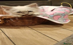 Siberian cats for sale: Hypoallergenic Siberian Neva Masquerade kitten - Image 2