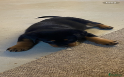 Rottweiler dogs for sale: Champion Bloodline Rottweilers - Image 34