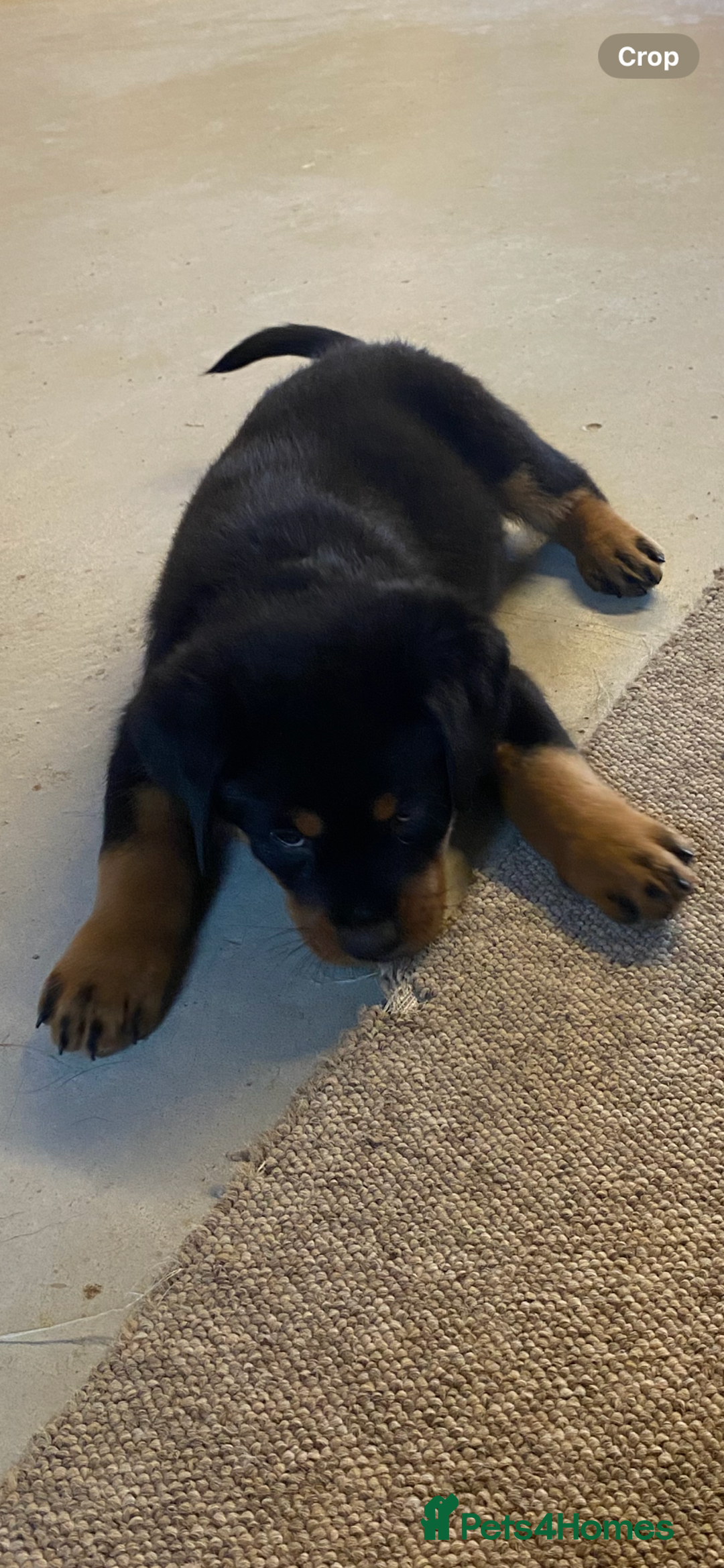 Rottweiler dogs for sale: Champion Bloodline Rottweilers - Image 34