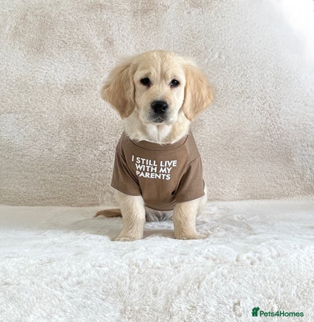 Golden Retriever dogs - Advert 1