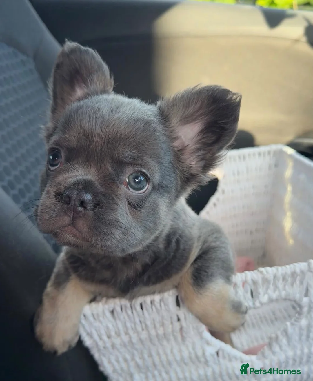 French Bulldog dogs for sale: Lovely fluffy frenchies - Advert 2