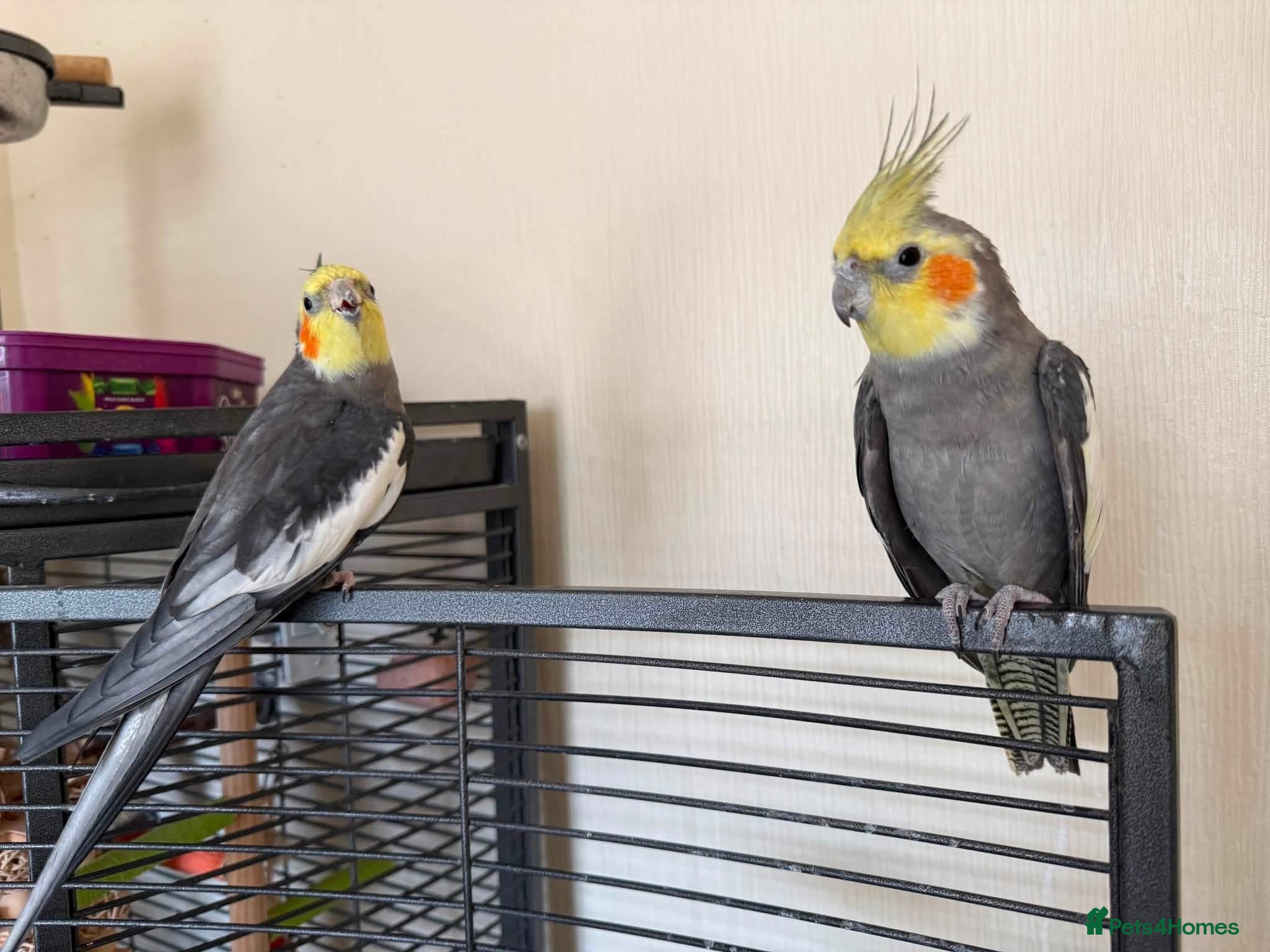 Cockatiels birds Bonded Male Cockatiels - Advert 1