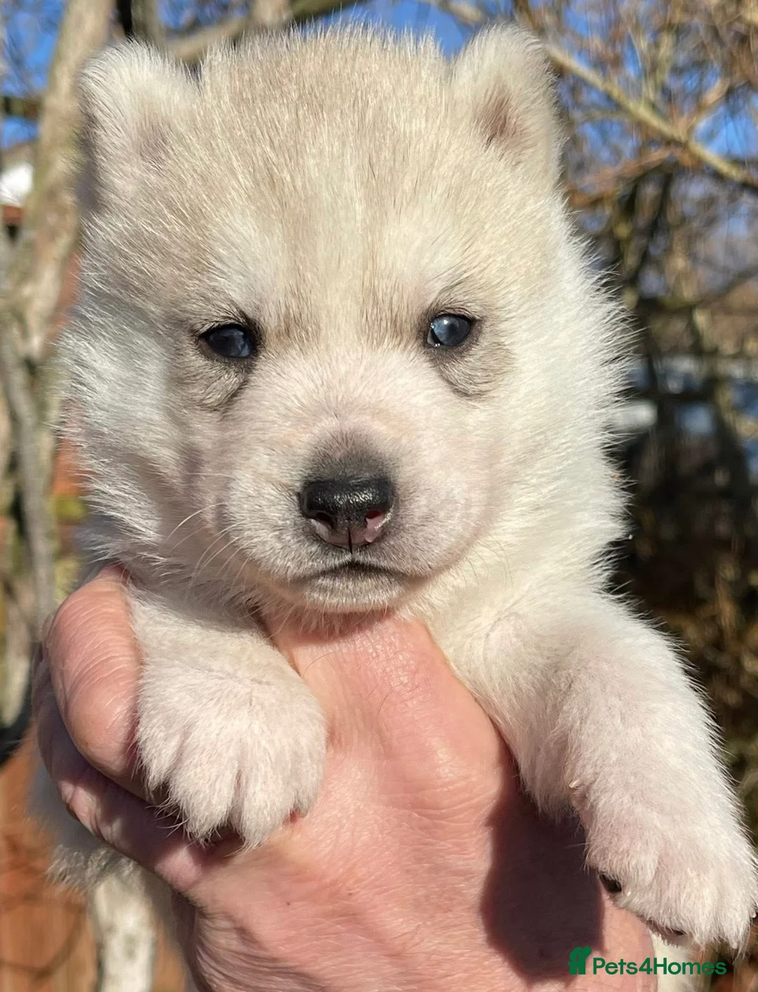 Siberian Husky dogs for sale: KC REGISTERED STUNNING CHUNKY PUPS - Advert 6