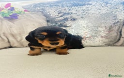 Miniature Dachshund dogs for sale: Miniature dachshunds - Image 3