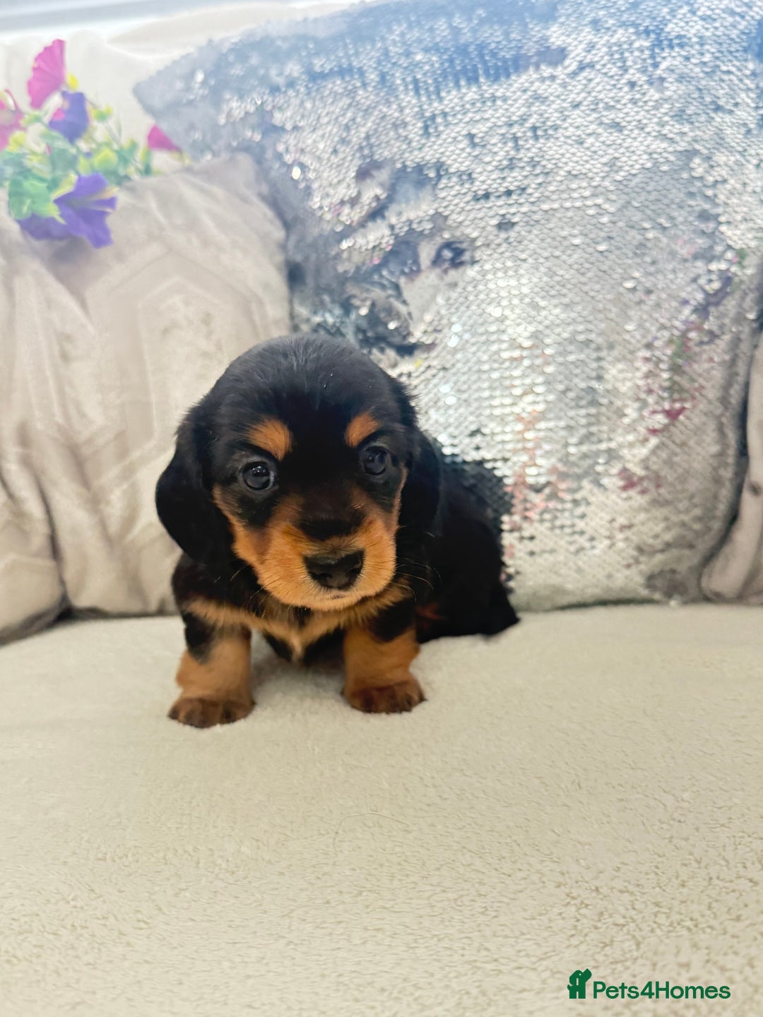 Miniature Dachshund dogs for sale: Miniature dachshunds - Image 3