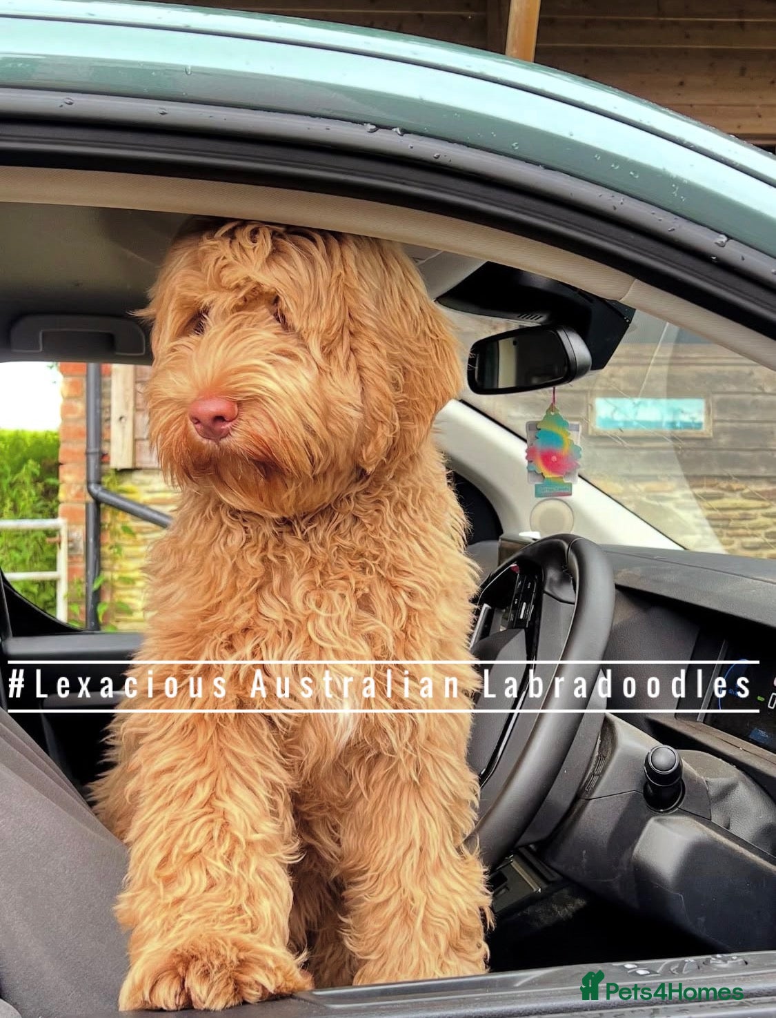 Australian Labradoodle dogs 100% WALA registered Australian Labradoodles - Advert 1