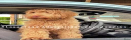 Australian Labradoodle dogs for sale: 100% WALA registered Australian Labradoodles - Advert 9