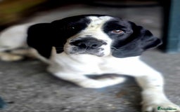 Bocker dogs for sale: Rocky beagle and cocker spaniel mix - Image 1