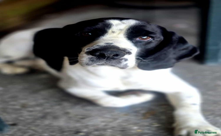 Bocker dogs - Advert 1