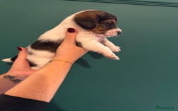 Mixed Breed dogs for sale: Dachshund x Jack Russel Puppies  - Image 3