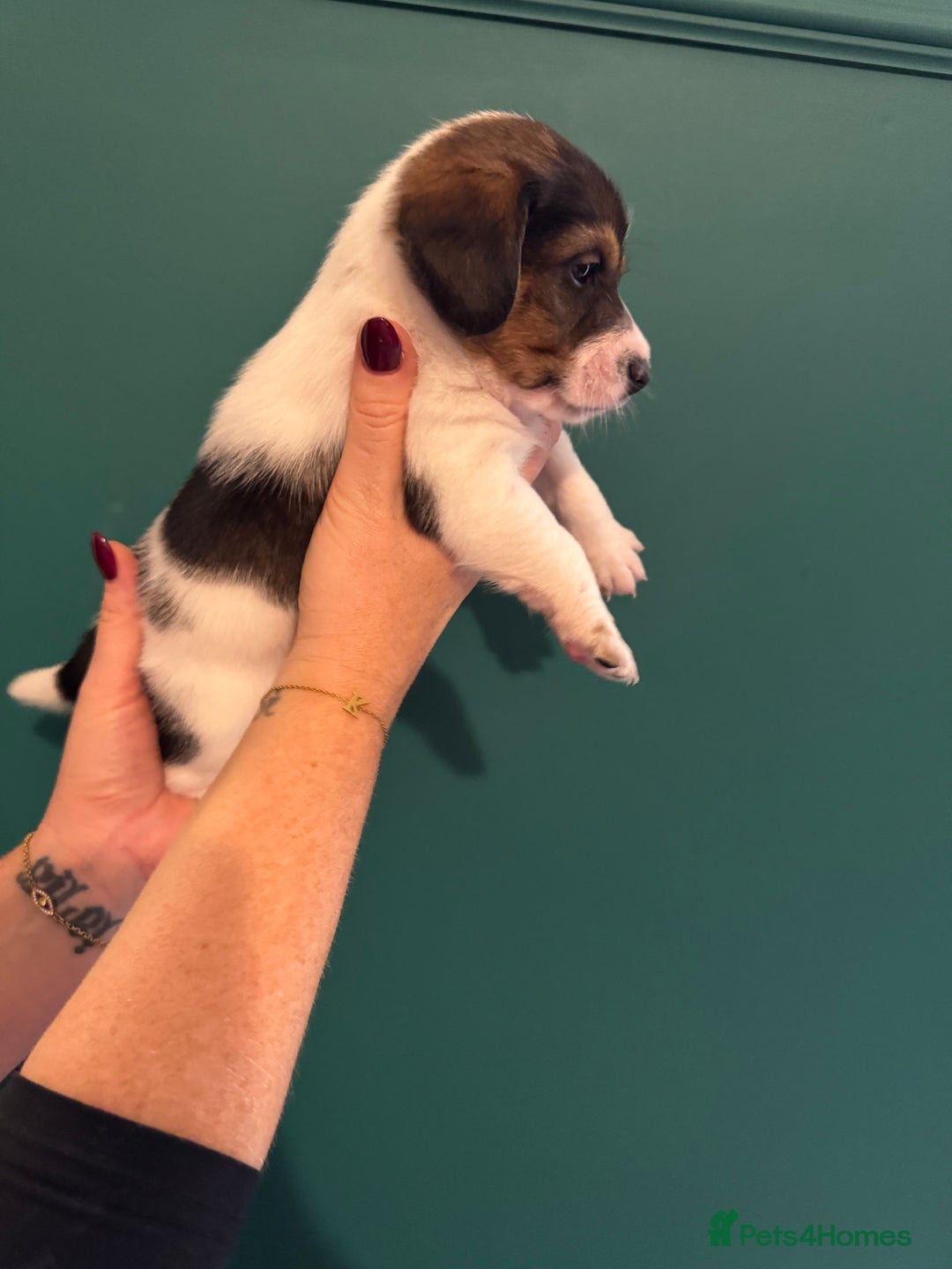 Mixed Breed dogs for sale: Dachshund x Jack Russel Puppies  - Image 3