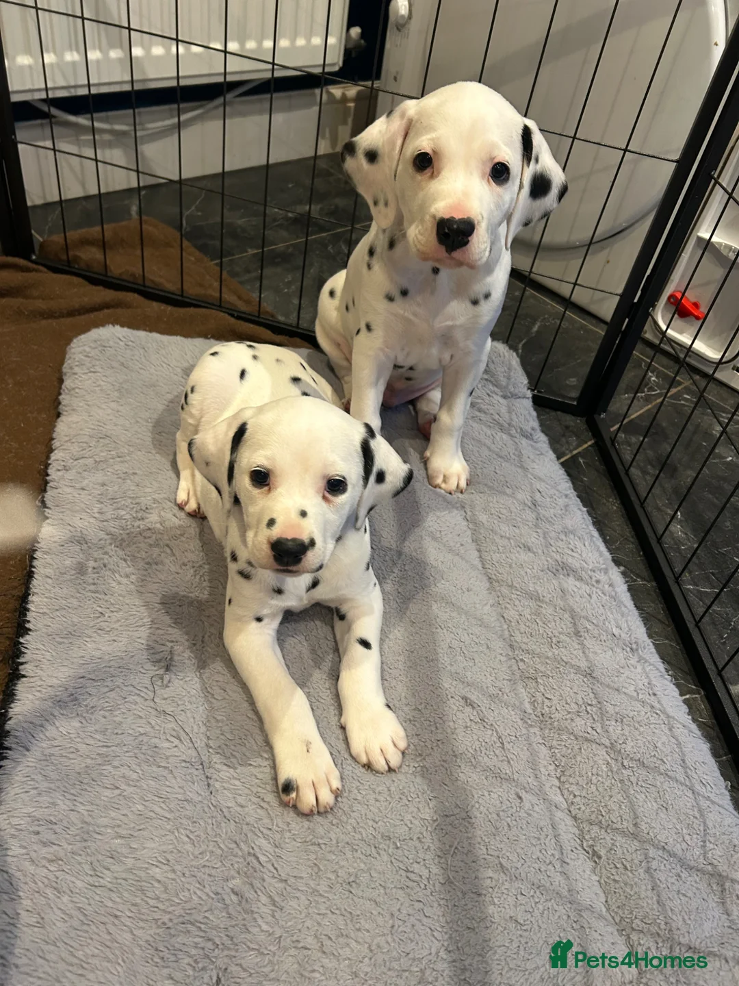 Dalmatian dogs for sale: Dalmation puppies. 2 males left. - Advert 2