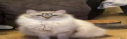 Ragdoll cats for sale: Beautiful pedigree kittens  - Advert 6