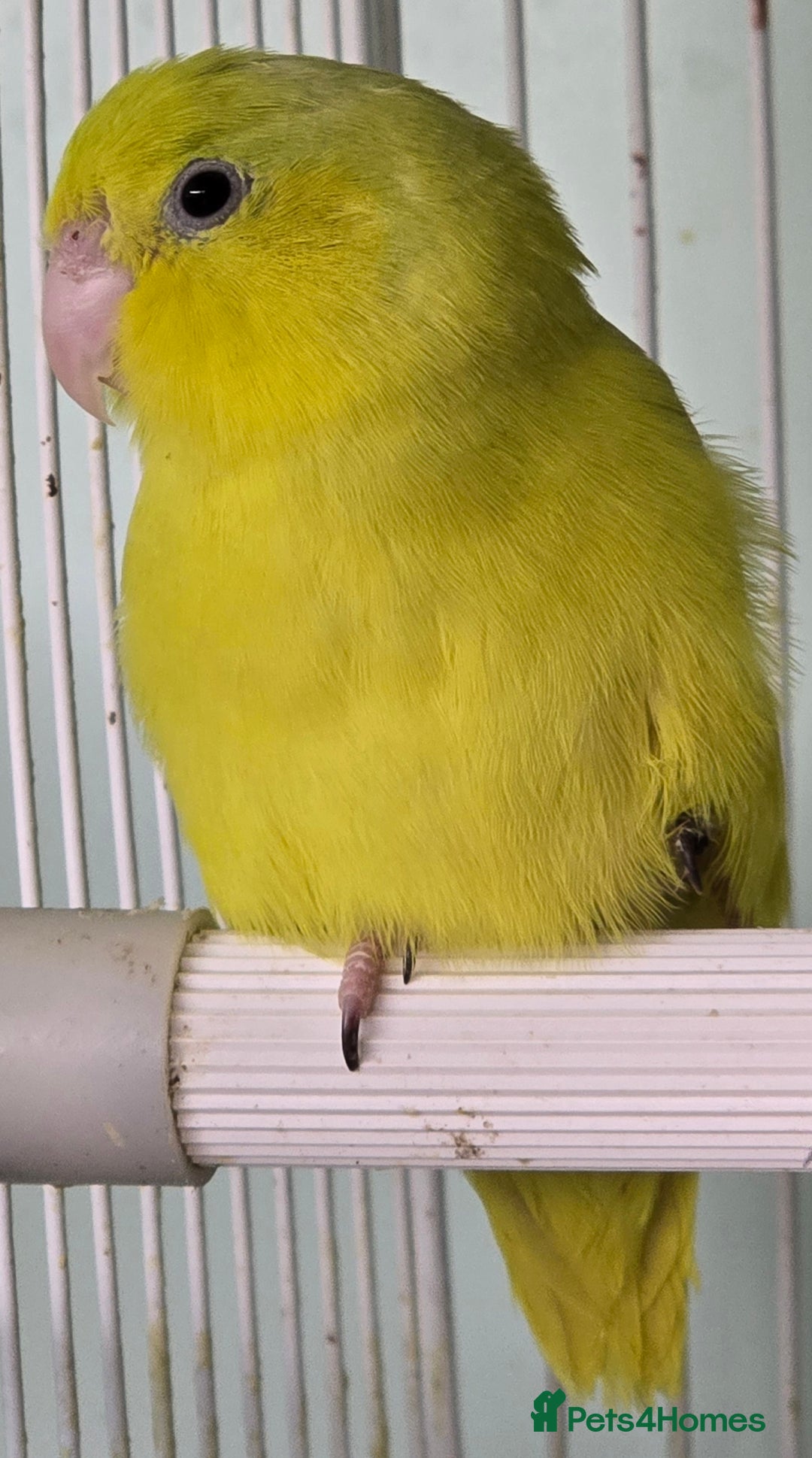 Mixed Breed birds for sale: Stunning Baby Parrotlets available now!!! - Advert 6