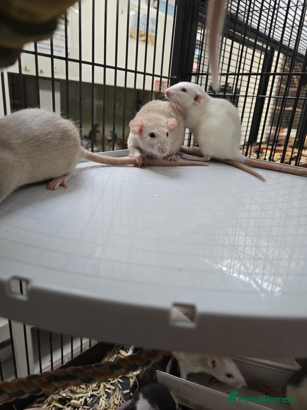 Rat rodents for sale: Babies rats, rex, dumbos and fancy - Image 17
