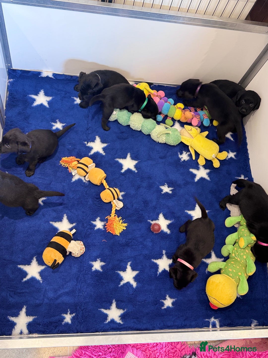 Labrador Retriever dogs for sale: Gorgeous KC Registered Labrador Retriever Puppies - Image 23
