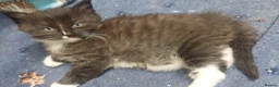 Mixed Breed cats for sale: Long‑Haired beautiful Ragdoll Cross Kittens - Advert 10