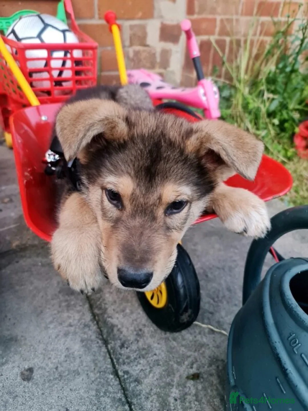 Mixed Breed dogs for sale: Jax – 3 Year Old Alaskan Malamute - Advert 10