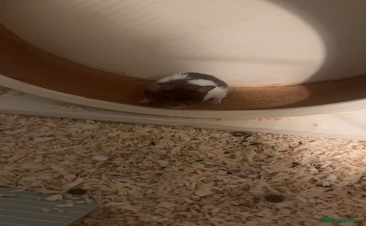 Hamster rodents - Advert 10