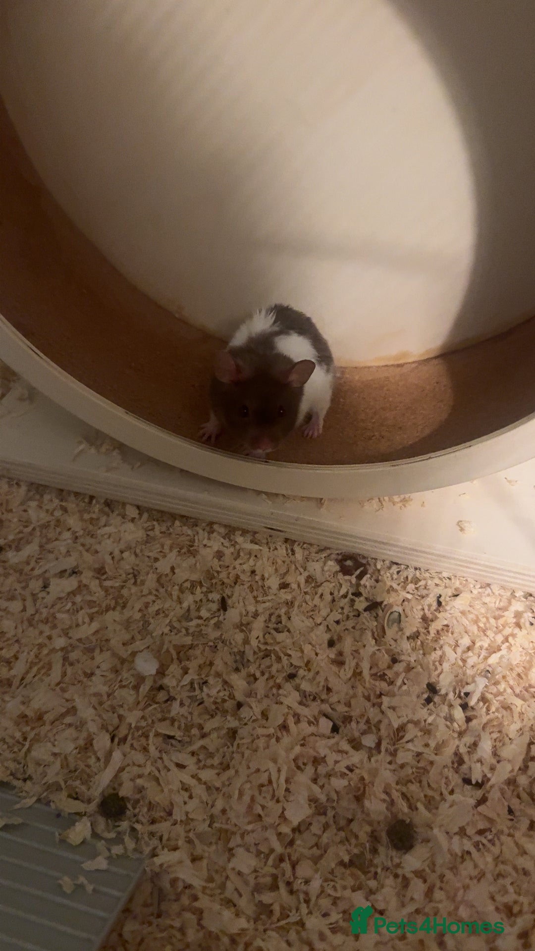 Hamster rodents for sale: Syrian hamster for sale - Image 1