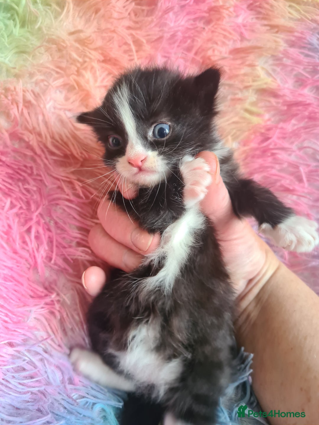 Mixed Breed cats for sale: 4 kittens for sale - Image 3