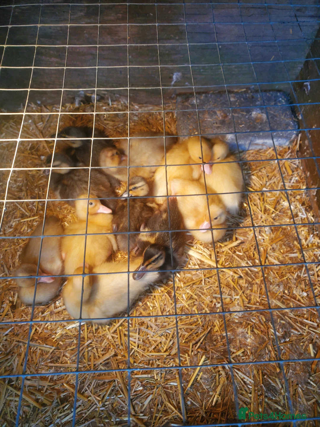 Ducks poultry for sale: Call ducklings unsexed 3 weeks old.  - Advert 2