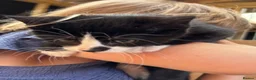 Mixed Breed cats for sale: 2 adorable kittens  - Advert 2