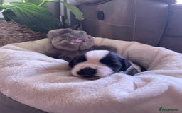 Saint Bernard dogs for sale: Stunning KC reg Saint Bernard puppies  - Image 2