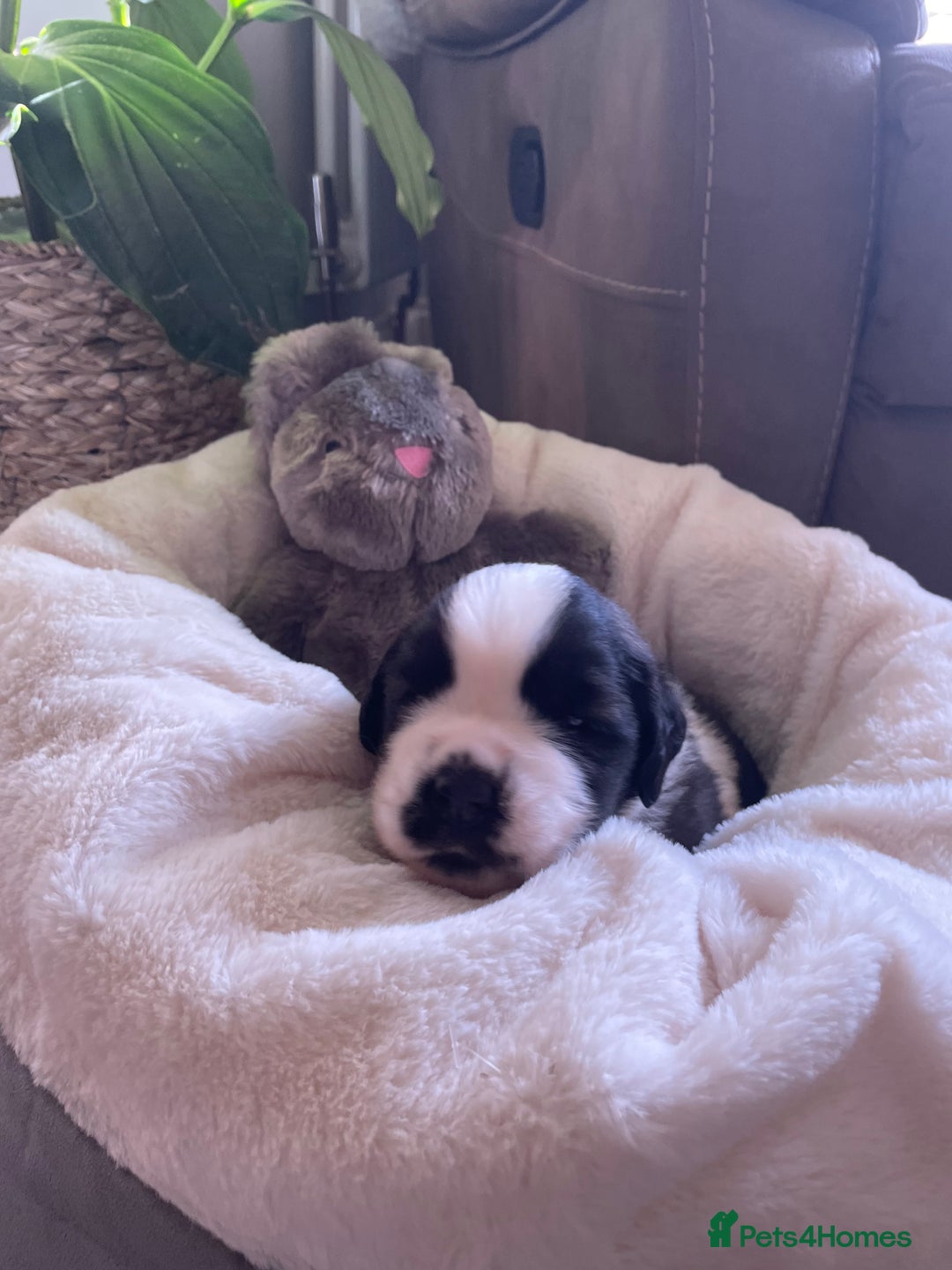 Saint Bernard dogs for sale: Stunning KC reg Saint Bernard puppies  - Image 2