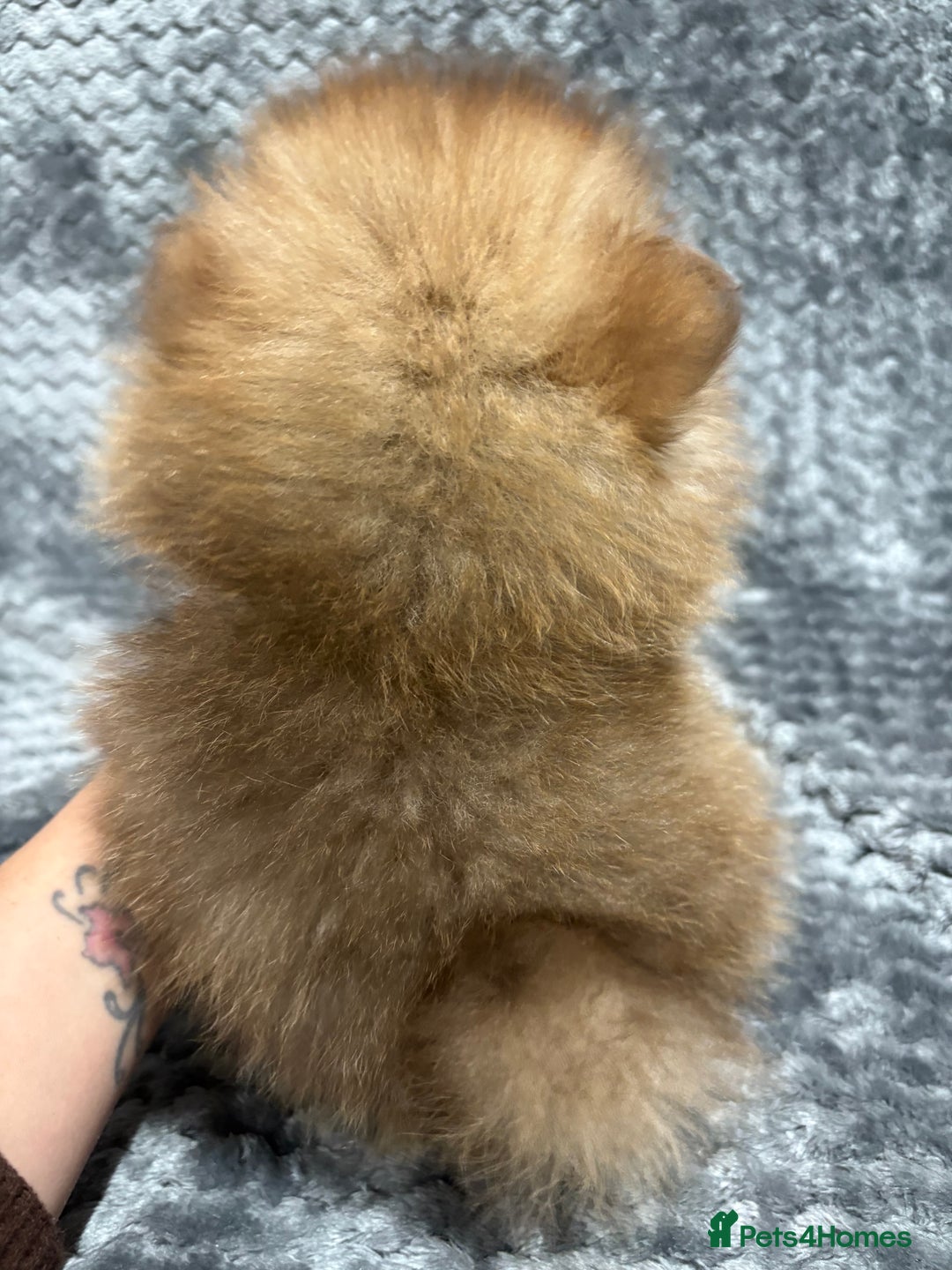 Pomeranian dogs for sale: Lavender/lilac/chocolate/tan pomeranians - Advert 5