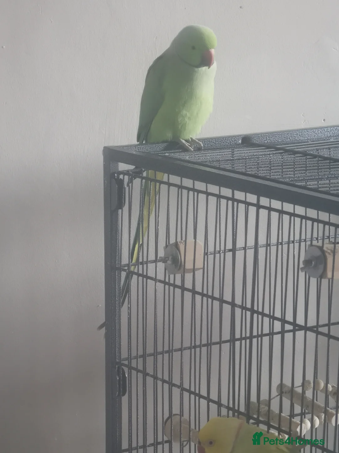 Ringnecks birds for sale: Indian ringneck in Blackpool - Advert 4