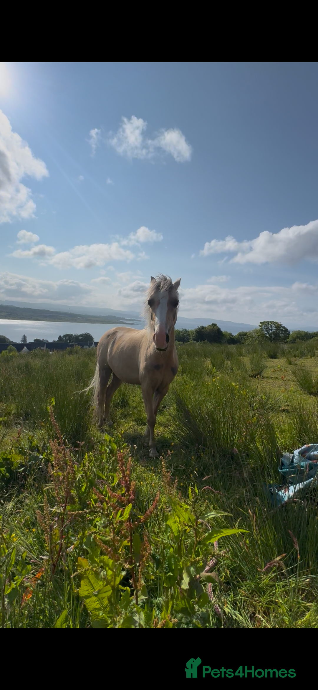 Welsh Section B horses for sale: Palomino Welsh B Non Ridden Companion/ InHand Pony - Image 6