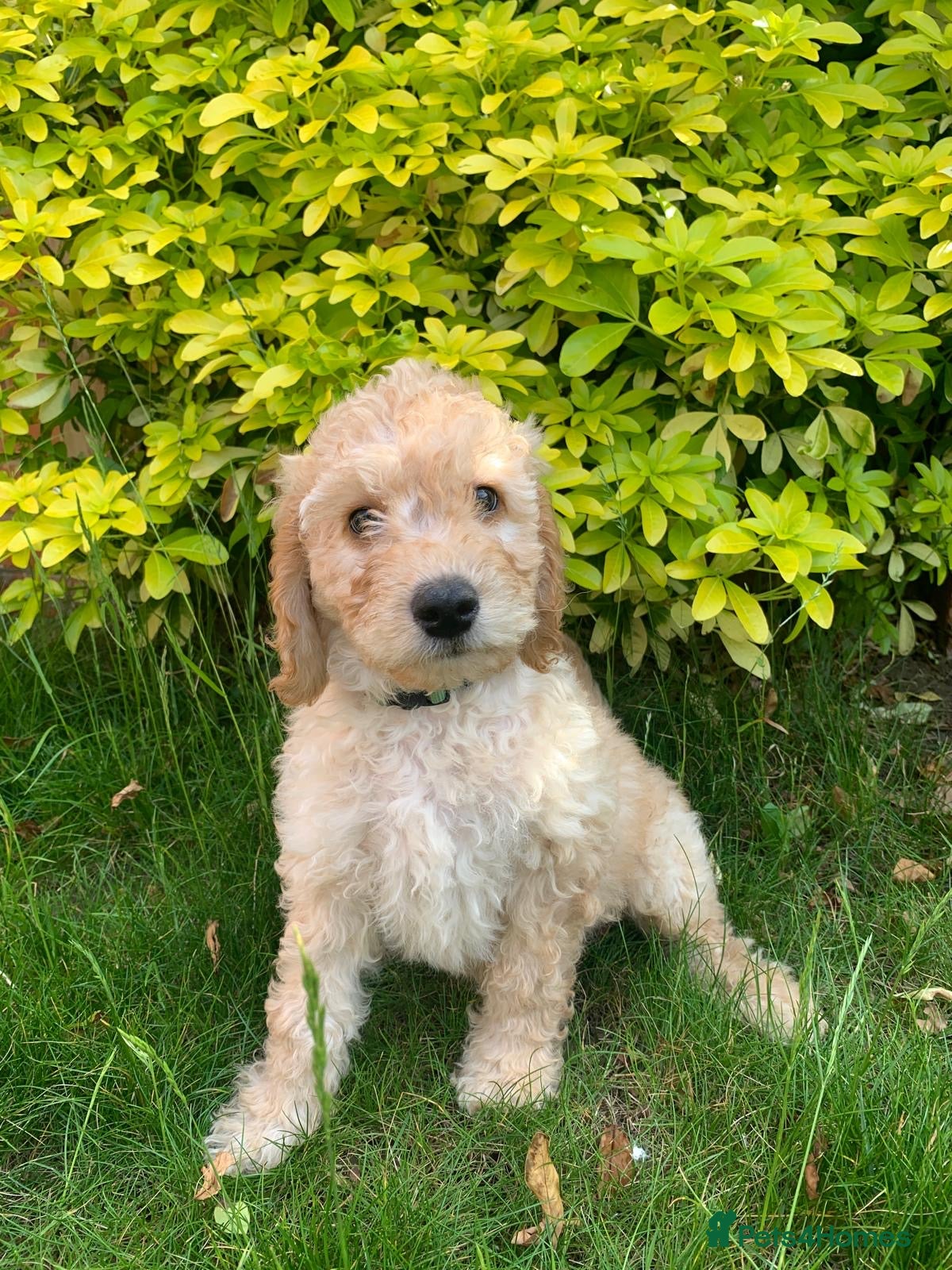 Labradoodle dogs READY TO LEAVE! Apricot/Cream Labradoodle Puppies  - Advert 2