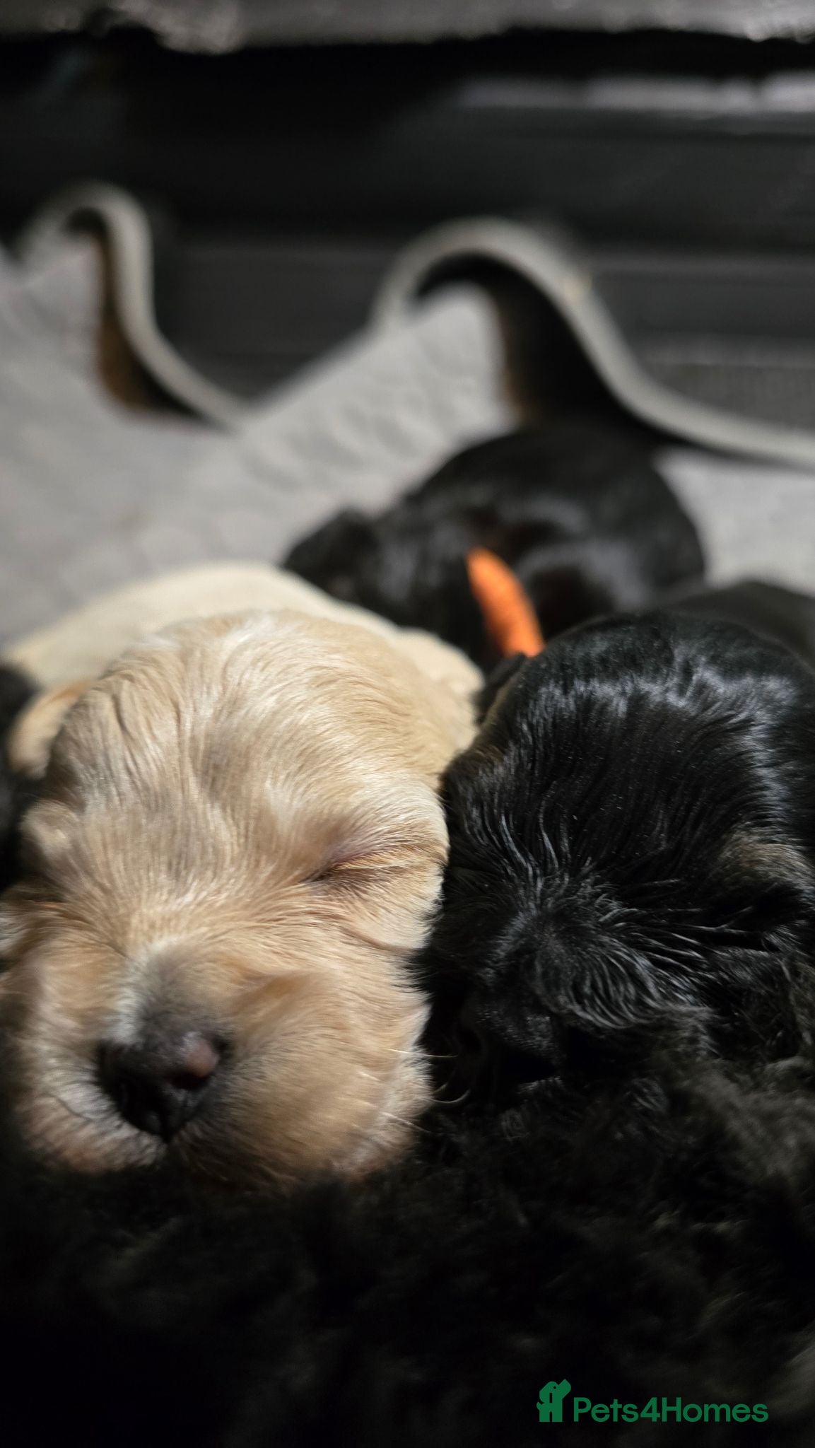 Maltipoo dogs Rare color F1 maltipoo female 5⭐️council licensed - Advert 15