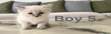 Boy 5