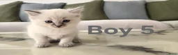 Ragdoll cats for sale: 🤍 Pure Ragdoll Boy Blue Point Kitten Ready Now - Advert 12