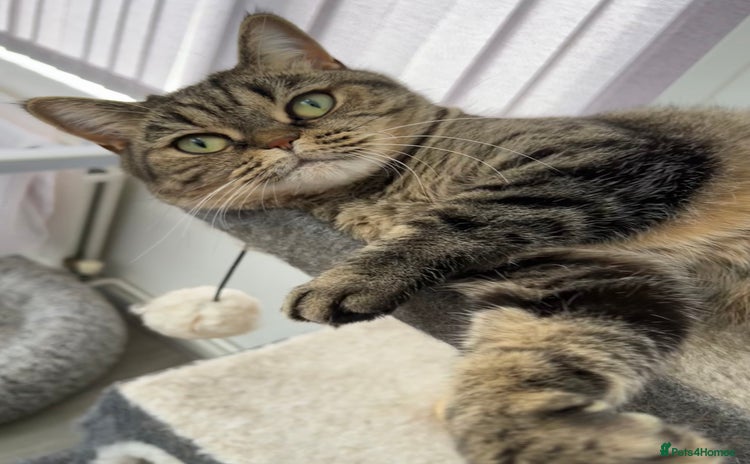 British Shorthair cats - Advert 3