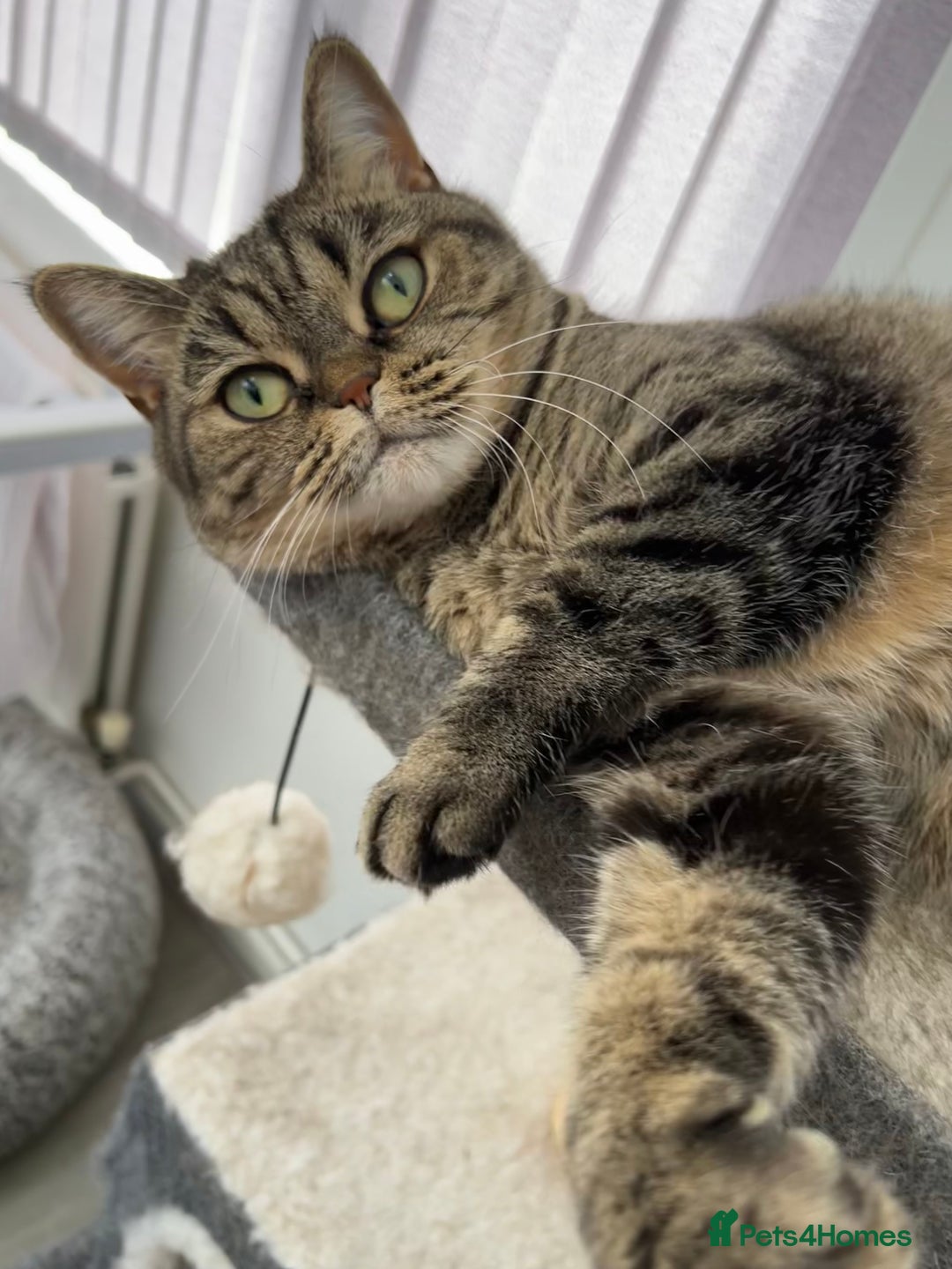 British Shorthair cats for sale: British Shorthair + accessories READ DESCRIPTION  - Image 1