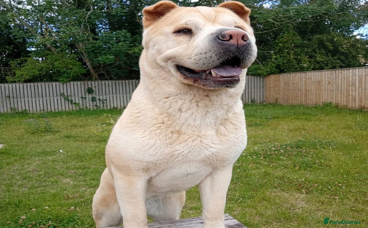 Mixed Breed dogs - Advert 1