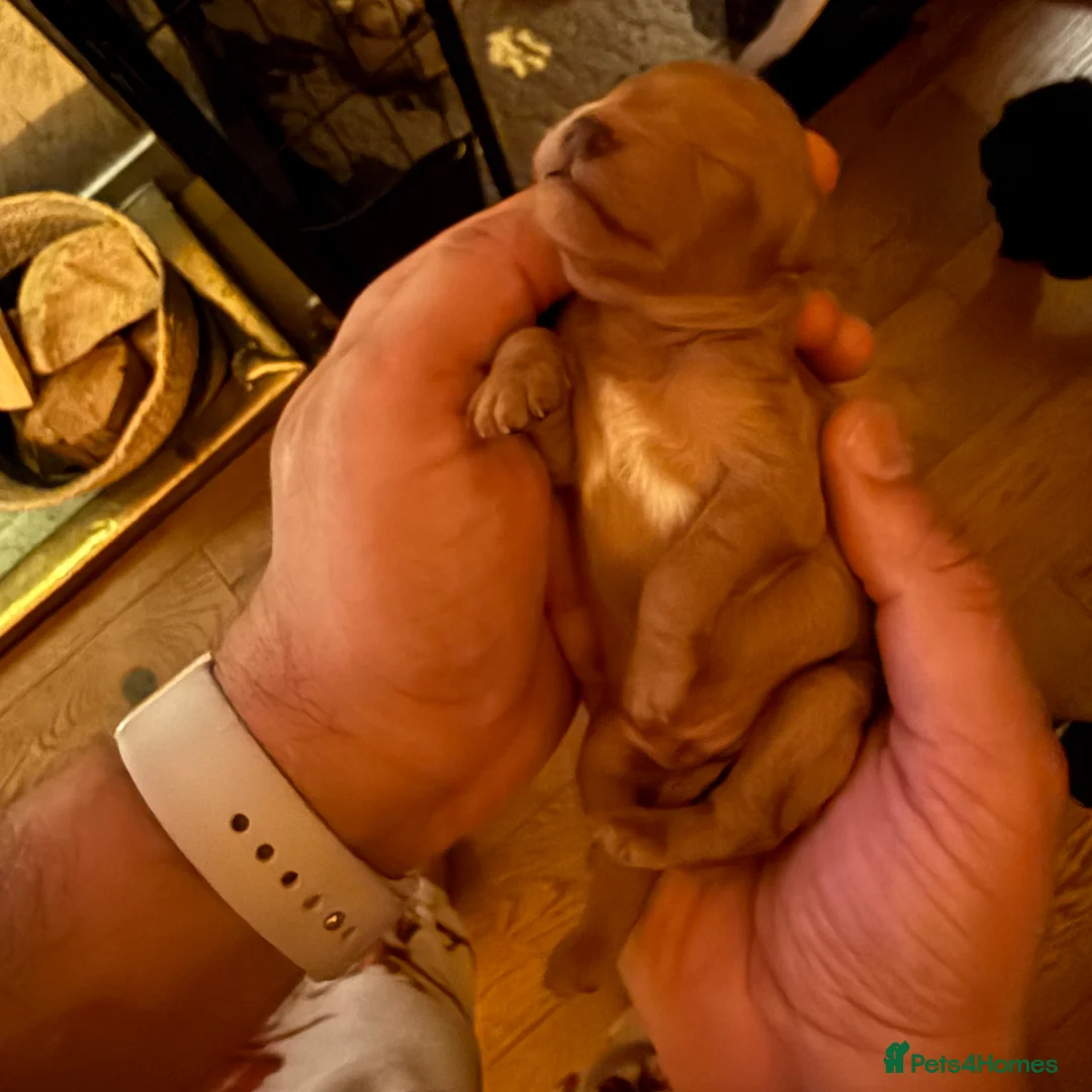 Miniature Poodle dogs for sale: Gorgeous KC Registered Miniature Poodles - Advert 6