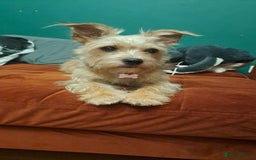 Mixed Breed dogs for sale: 🐾 Adorable Puppies Looking for a Loving Home 🐾   - Image 11