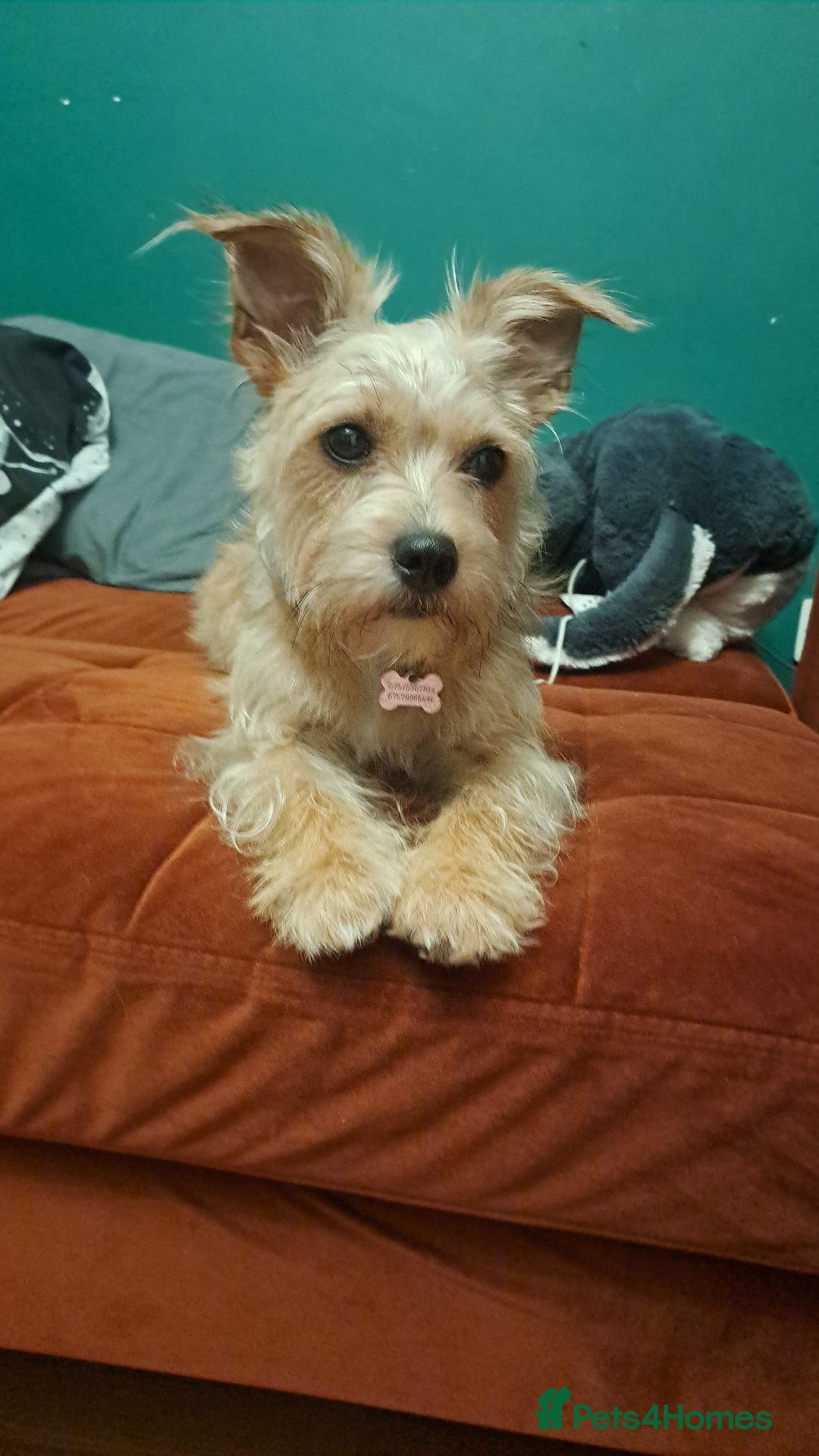 Mixed Breed dogs for sale: 🐾 Adorable Puppies Looking for a Loving Home 🐾   - Image 11