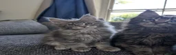 Maine Coon cats for sale: TICA Registered Maine Coon Kittens  - Advert 7