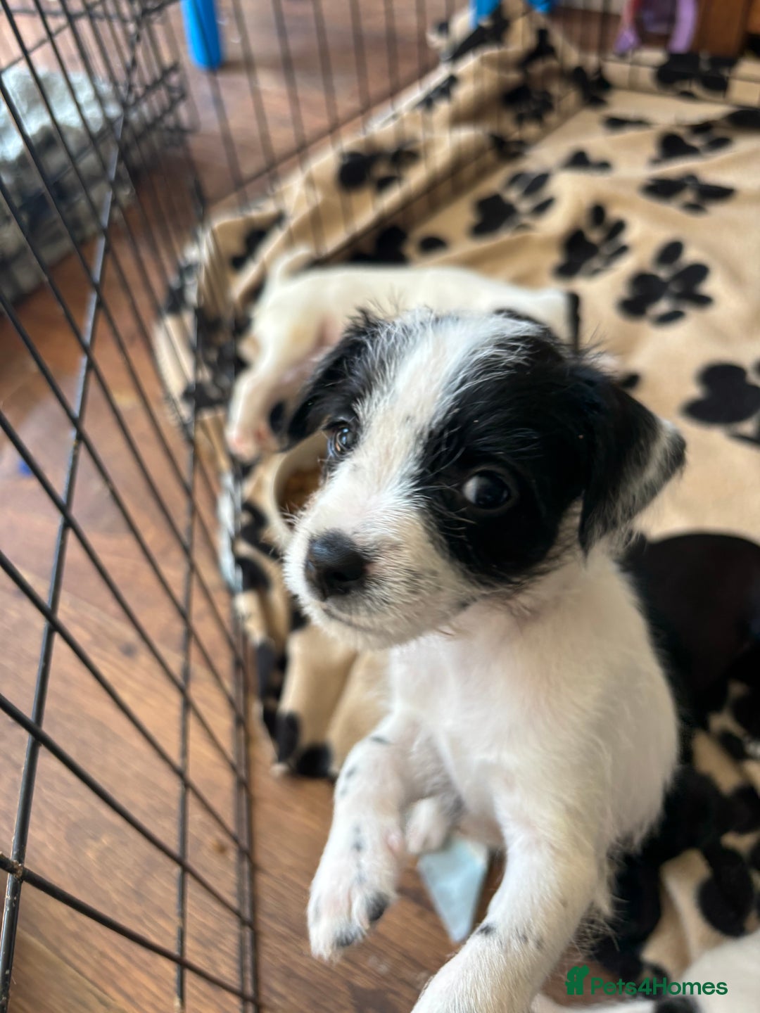 Mixed Breed dogs for sale: Border terrier x Patterdale terrier   - Image 5
