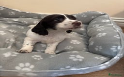 Cocker Spaniel dogs for sale: Cocker spaniel puppies - Image 2
